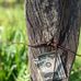Buck Short and the Fenceposts  - Facebook