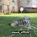Buck - @buckwolf_official - Instagram
