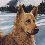Buck Wolf - @bucketybuckbuckbuckbuck - Instagram