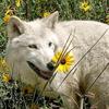 Buck_wolf - @buck_therian123 - TikTok