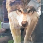 buckwolfsr - @buckwo5 - Instagram