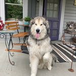 Joe Tobin - @buck_wolf_wild - Instagram