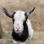 Buckley - @buckley_collins - Instagram