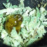 @bud.buddy - Instagram
