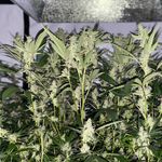 Bud Buddy - @budbuddy419 - Instagram