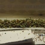 bud buddy - @ayrshirepercy.420 - Instagram