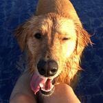 Bud Buddy - @goldenretriever.bud - Instagram