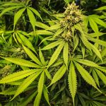 Bud Buddy - @budbuddy101 - Instagram