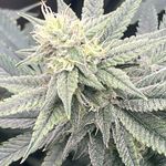 Bud Buddy Grower - @bud_buddy_four20 - Instagram