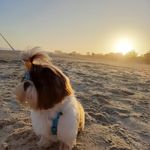 Bud/Buddy - @bud_shihtzu2022 - Instagram