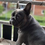 Bud/Buddy 👽 - @bluefrenchiebud - Instagram