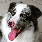 buddy - @_budbuddy - Instagram
