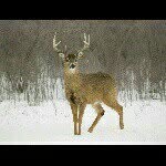 Bud Farley - @country_boy_bud65 - Instagram