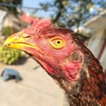 Budha aseel - @budha_aseel_farm - Instagram