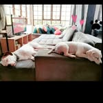 Bud & Hartchy - @budhartchycookie - Instagram