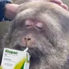 Budhart - @budhart_ - TikTok