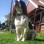 buddy hurley - @buddy_._the_._spaniel_ - Instagram