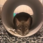 Buddy-TheChinchilla - @buddyboohurley - Instagram