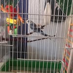 Lacy Peck - @lacy__budgie - Instagram