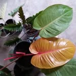Bud  Long - @buddybudlong - Instagram