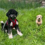 Bud & David Murphy - @budanddavid - Instagram