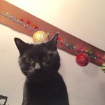 Bud Murphy - @bud_the_stalker_kitty - Instagram