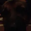 ozzybudmyers - @ozzybudmyers - TikTok