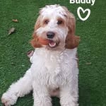 Buddy Naylor - @buddynaylor2017 - Instagram