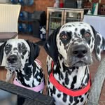 Buddy & Billie - @buddy.billie.norris - Instagram