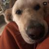 BUDDY 💖❤️🐶 - @buddy._.piper - TikTok