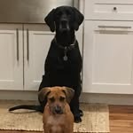 buddy+piper - @buddy.piper - Instagram