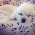 Buddy Simpson - @budsimpson - Instagram