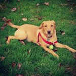 Buddy Tipton - @buddy_labrador_retriever - Instagram