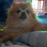 Buddy - @budwardthedog - Instagram