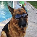 Buddy The German Shepherd and Friends - @budward_the_german_shepherd - Instagram