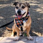 Budward - @whatsbuddyupto - Instagram
