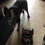 Bud & Watson - @goodwitch75 - Instagram
