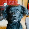 Buddy Tre’Mayne Williamson - @buddysdoggyworld - TikTok
