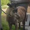 Bud Woodford - @bud.woodford - TikTok
