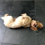 @budwood_espaniol - Instagram