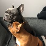 Buddy 🐾 & Bella🐾 - @buddy_bella_frenchies - Instagram