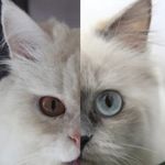 Buddy & Bella 🐈🐱🇮🇳 - @buddy_bella_cats - Instagram
