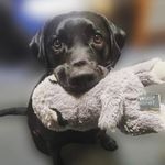Buddy Bell - @budster_gram - Instagram