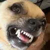 Buddy Bell - @buddythecherrier - TikTok