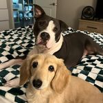 Buddy, Bella & Birdie 🤍 - @buddy_bella_birdie - Instagram