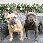 Buddy&Bella - @buddy.and.bella_frenchdoglife - Instagram