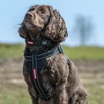 Buddy Bond - @sprockerbuddy - Instagram