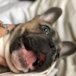 Buddy Bond - @_buddythefrenchbully_ - Instagram