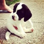 Buddy - @buddy_bondura - Instagram