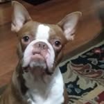 Butt Butt🐶 - @buddybondie - Instagram